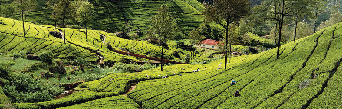 Sri Lanka: Hike, Bike & Kayak