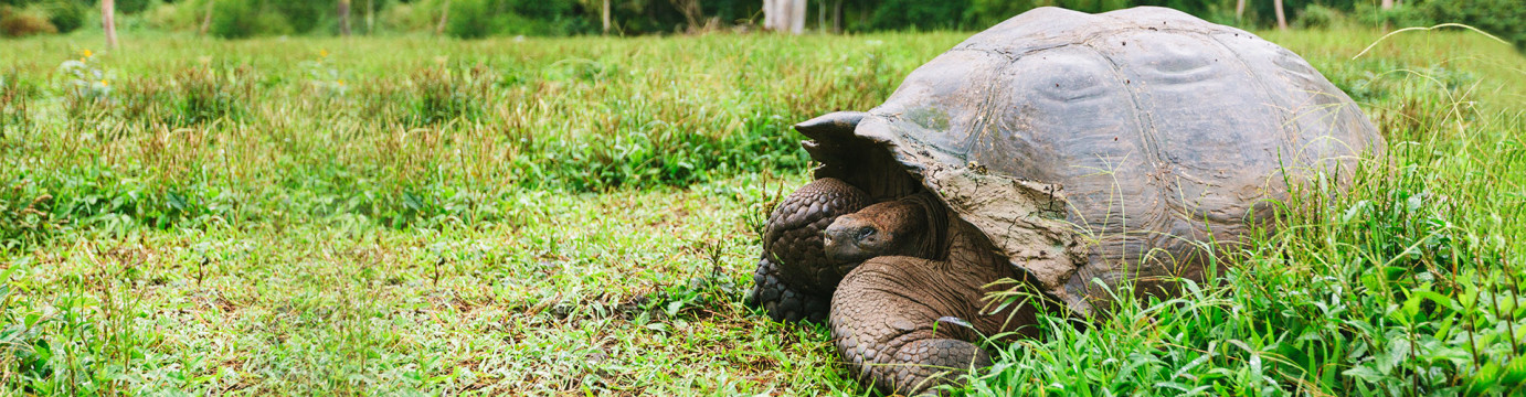 Ultimate Galapagos: Central Islands (Grand Daphne)