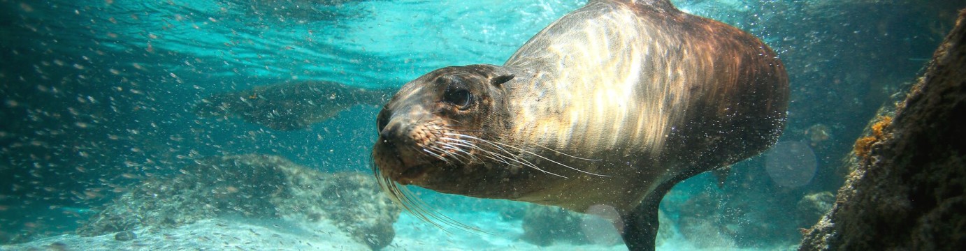 Treasures of Galapagos: Western & Central Islands (Grand Queen Beatriz)