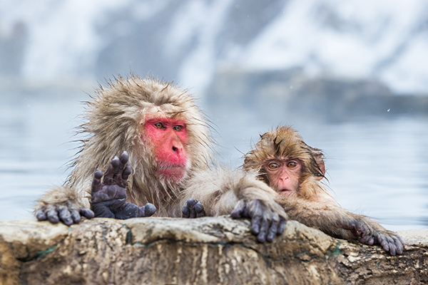 Hakuba Monkeys