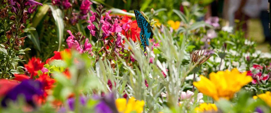 Toowoomba Carnival of Flowers &  Subtropical Gardens of the Coast