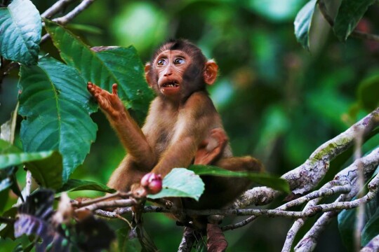 Safari through Sabah's Wilderness