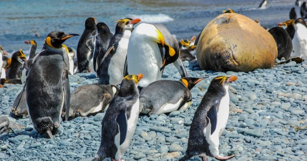 Macquarie Island World Travellers