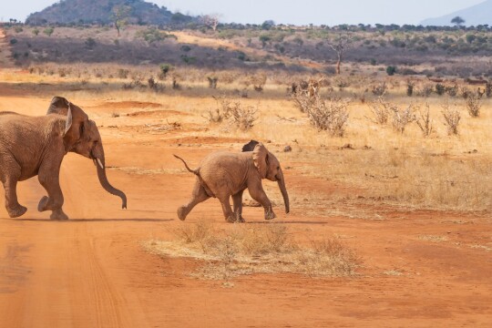 Wings Over Botswana Luxury Fly-In Safari